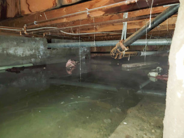Best Professional water damage repair  in Bonham, TX